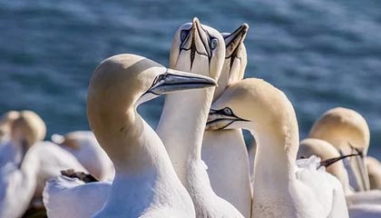 MK体育平台-武汉三镇遭遇错判！中国足协：特谢拉踩踏邓涵文，应被罚下