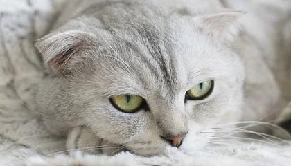 MK体育平台-武汉三镇遭遇错判！中国足协：特谢拉踩踏邓涵文，应被罚下