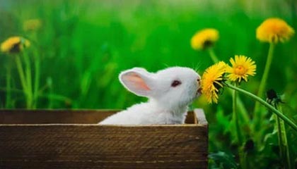 MK体育平台-武汉三镇遭遇错判！中国足协：特谢拉踩踏邓涵文，应被罚下